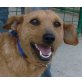 Sabita, Terrier-Mischling - Hündin