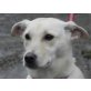 Sabri, Labrador-Spitz - Hündin