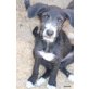 Sacher , Podenco/Perro de Agua Welpen - Hündin
