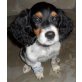 Sadie, Britany-Spaniel- Mix Welpen - Hündin