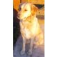 Sadie, Golden Retriever-Mix - Hündin