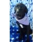 Sadie, Labrador-Mischling Welpen - Hündin