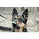 Sadie, Schäferhund-Mischlingshündin - Hündin