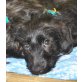 Sady, schnauzer/spaniel Welpen - Rüde