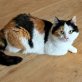 Safira, Europäische Kurzhaarkatze - Katze