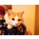 Saga, Mischling - Katze