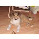 Sakima, Collie-Schäferhund-Mischlings-Rüde - Rüde