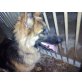 Sakura, Schäferhund-Mix - Hündin