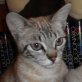 Salheja  und  Aute, Siam-Mix - Katze