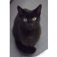 Salim, Salim sucht... - Kater