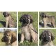 Salina, will mit IHNEN spielen und kuscheln Welpen - Hündin