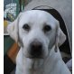 Sally 6, Labrador-Hündin - Hündin