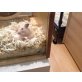Sally, Goldhamster - weiblich