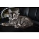 Sally, Maine Coon - Katze