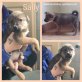 Sally, Mischling Welpen - Hündin