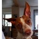 Sally P., Podenco Andaluz - Hündin
