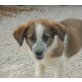 Sally, Pyrenäen Berghund Mix Welpen - Hündin