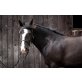 Sally, Tinker - Stute