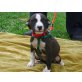 Sally  (kris-hu) Bullterrier  Mixhündin such - Hündin