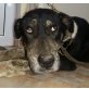 Sally, liebe Hündin sucht Familienanschluß - Hündin