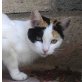  Salma, Europäische Kurzhaarkatze - Katze