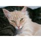 Salmone, Langhaarmix - Kater