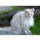 Salmone, Langhaarmix - Katze