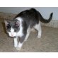 Salome, Griechische Mischlingskatze - Katze