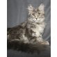 Salome, Maine Coon - Katze