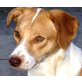 Salome, Traumhund sucht endlich festes Zuhause - Hündin