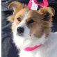 Salsa, Corgi-Shelti-Mischlingshündin - Hündin