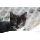 Salt, Europäische Kurzhaarkatze - Kater