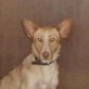 Salu- Was hat man dir nur angetan????, Podenco Mix - Hündin