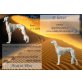 Saluki Welpen - Rüde