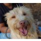 Salvada, Podenco Andaluz - Hündin