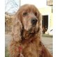 Sam 3, Cockerspaniel - Rüde