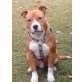 Sam, Amerikanischer Staffordshire-Terrier - Rüde