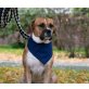 Sam, Boxer-Mischling - Rüde