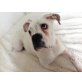 Sam , Boxer / englische Bulldogge Welpen - Rüde
