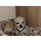 Sam, Chihuahua kurzhaariger Schlag - Rüde
