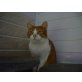 Sam, Europäisch Kurzhaar - Kater