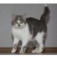Sam, Hauskäterchen - Kater