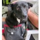 Sam, Jack-Russel-Mischling - Rüde