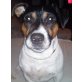 Sam, Jack-Russell-Terrier - Rüde