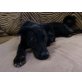 Sam, Labrador-Dobermannmix - Rüde