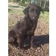 Sam, Labrador-Mix Welpen - Rüde