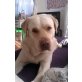 Sam, Labrador Retriever - Rüde