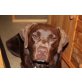 Sam, Labrador Retriever - Rüde
