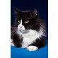 Sam, Maine Coon - Kater