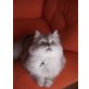Sam, Perser Silber - Kater